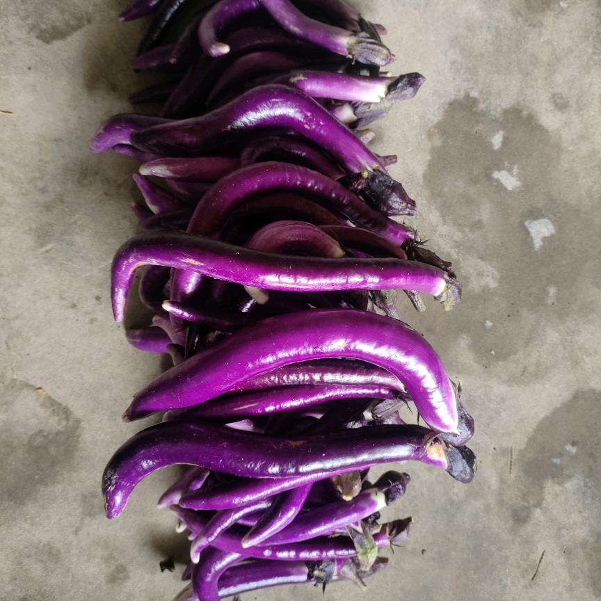 （明天更辉煌）