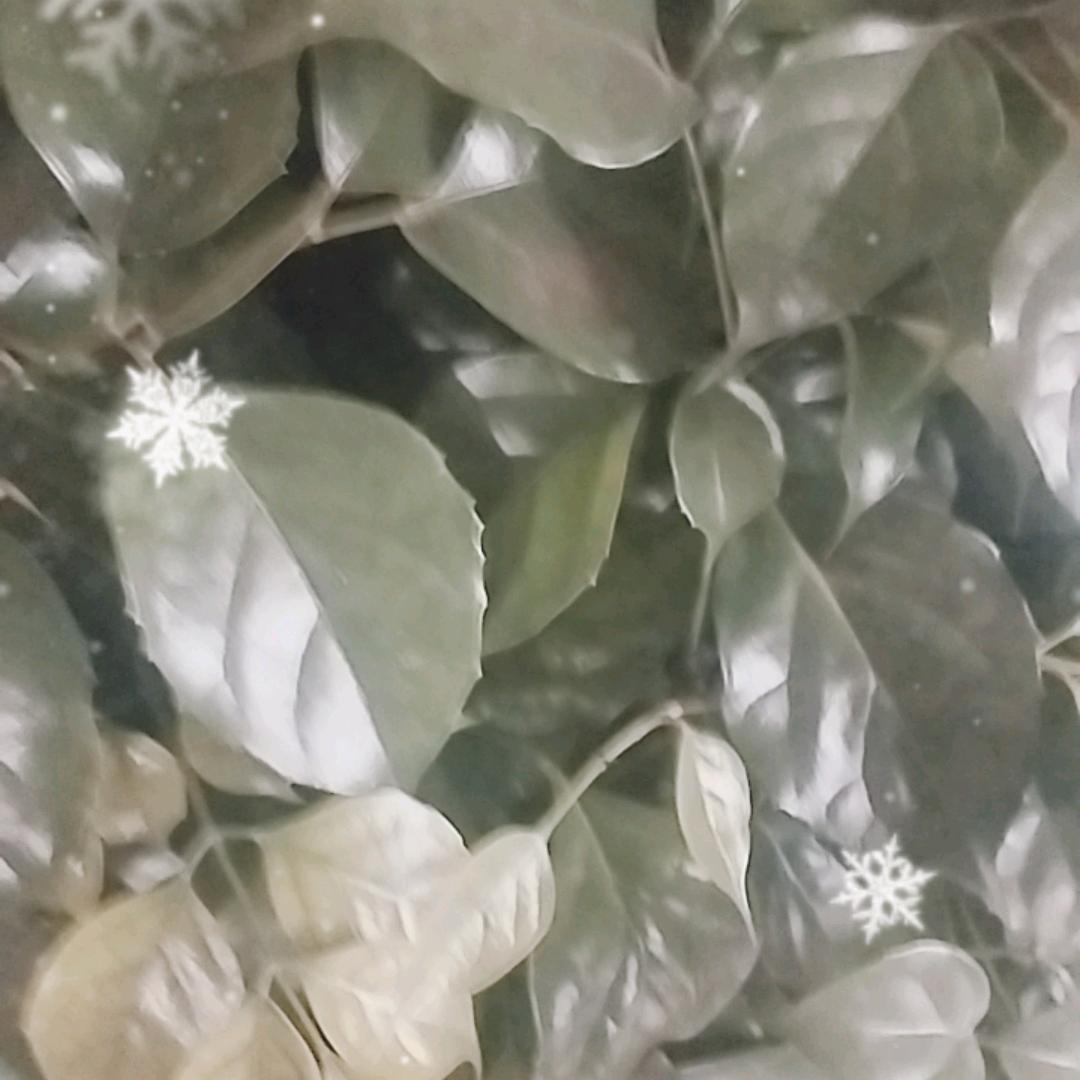 随风飘散