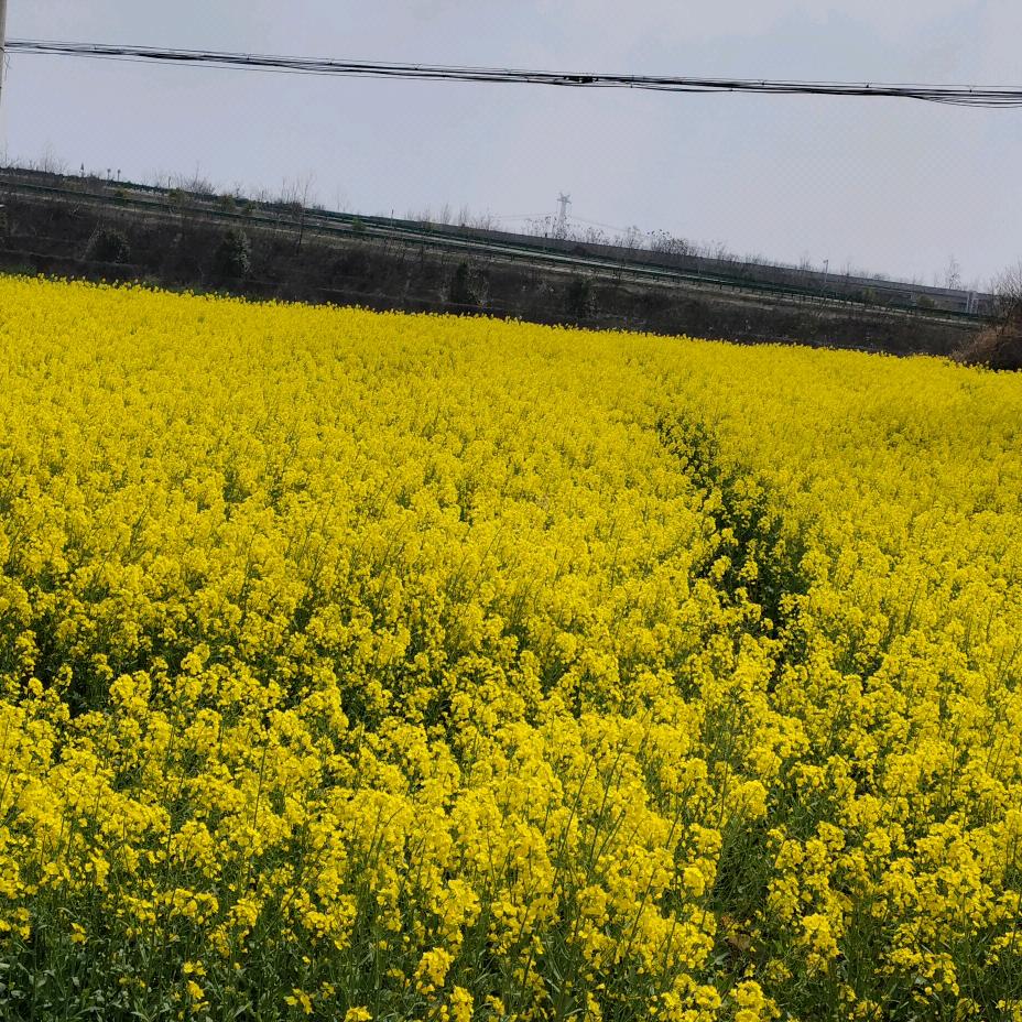 AAA -My heart is fly