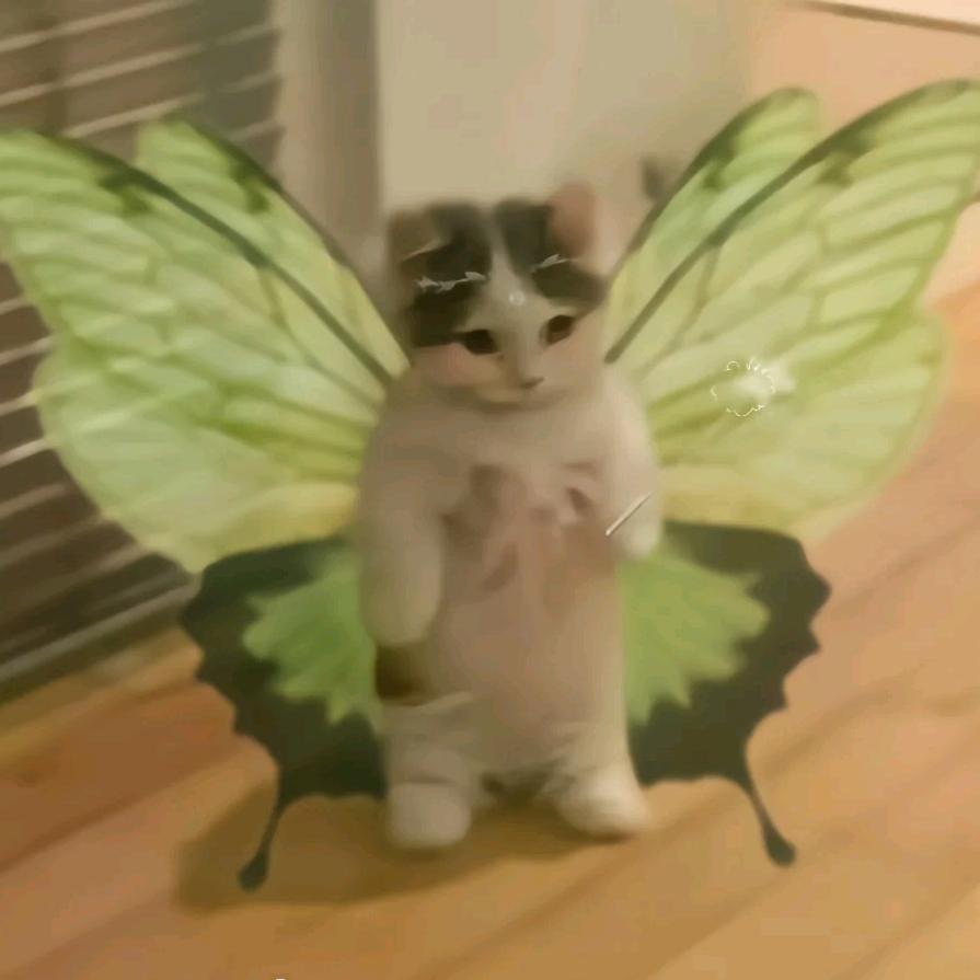 带翅膀的猫