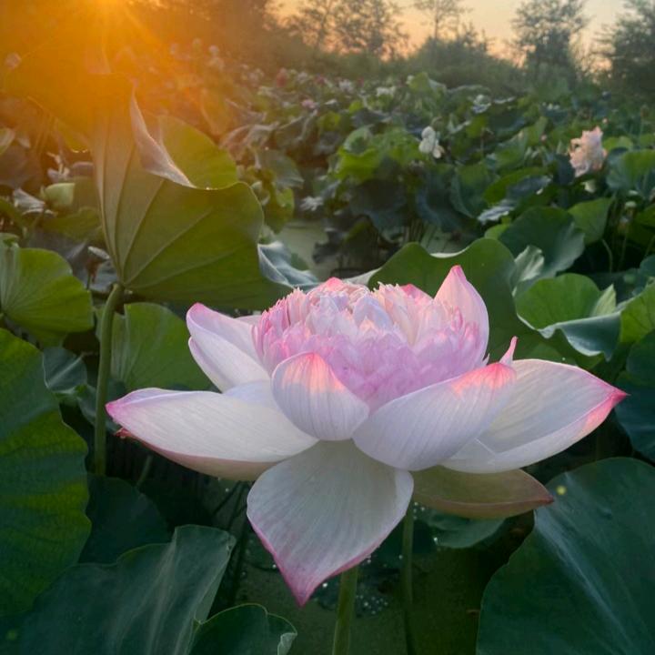 花开半夏在春天