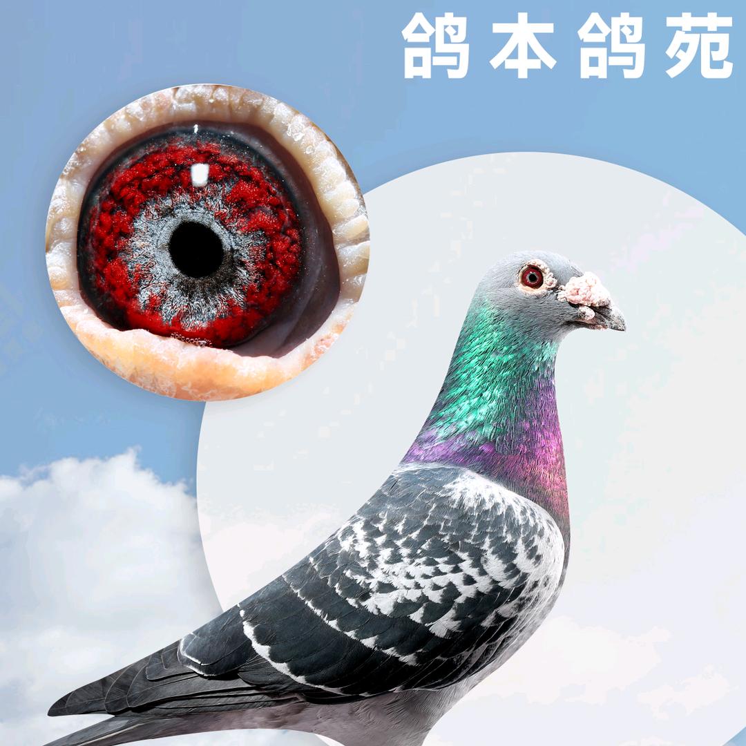赛鸽老李