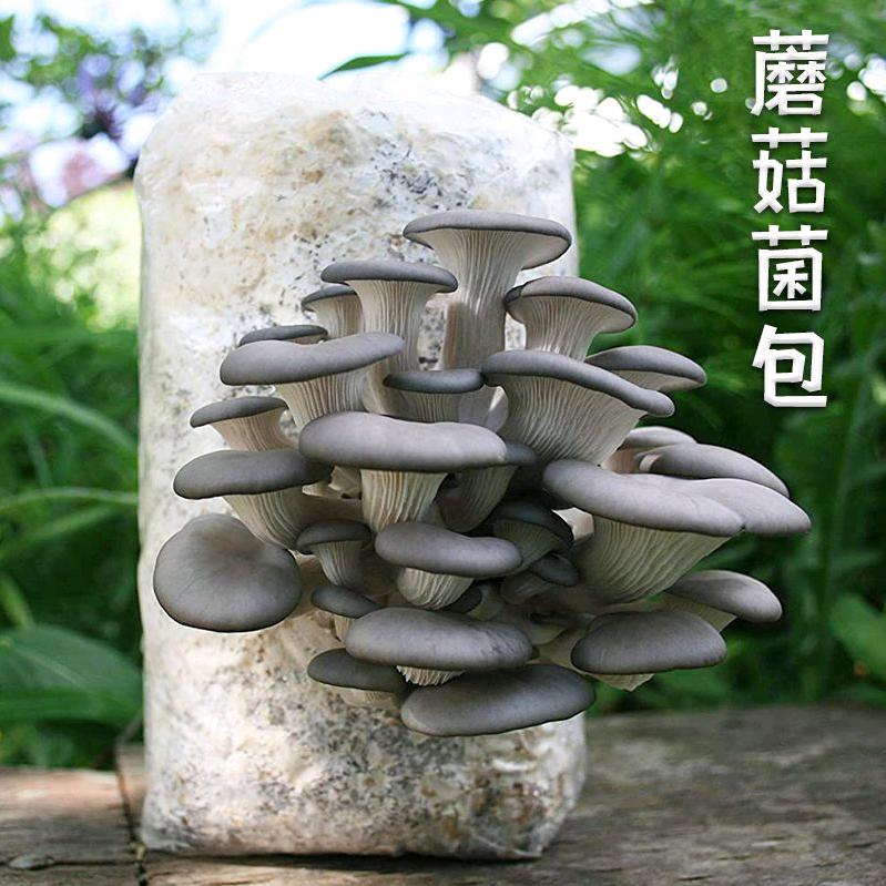 亲子蘑盒