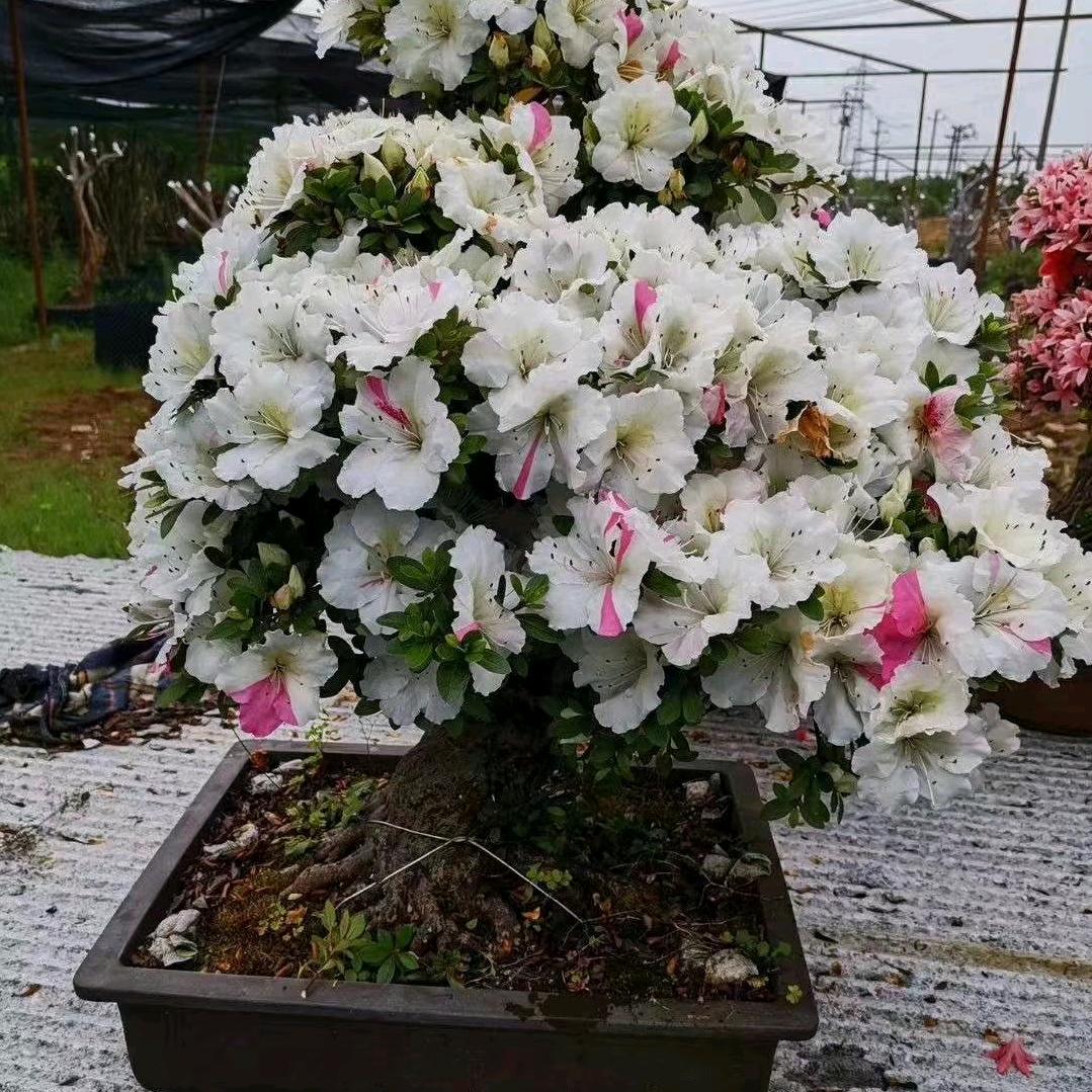 白艺景园