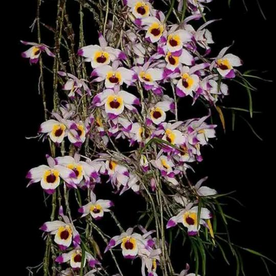 腾冲市中和镇轿阅网络销售店肖肖石斛