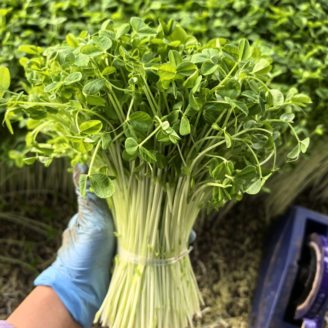 熊大家豌豆苗
