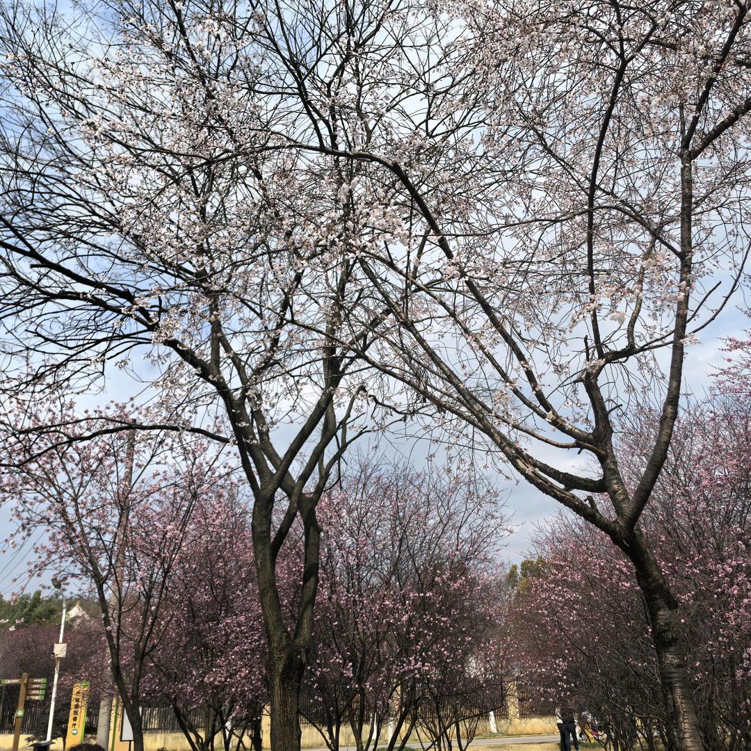 Liu律师