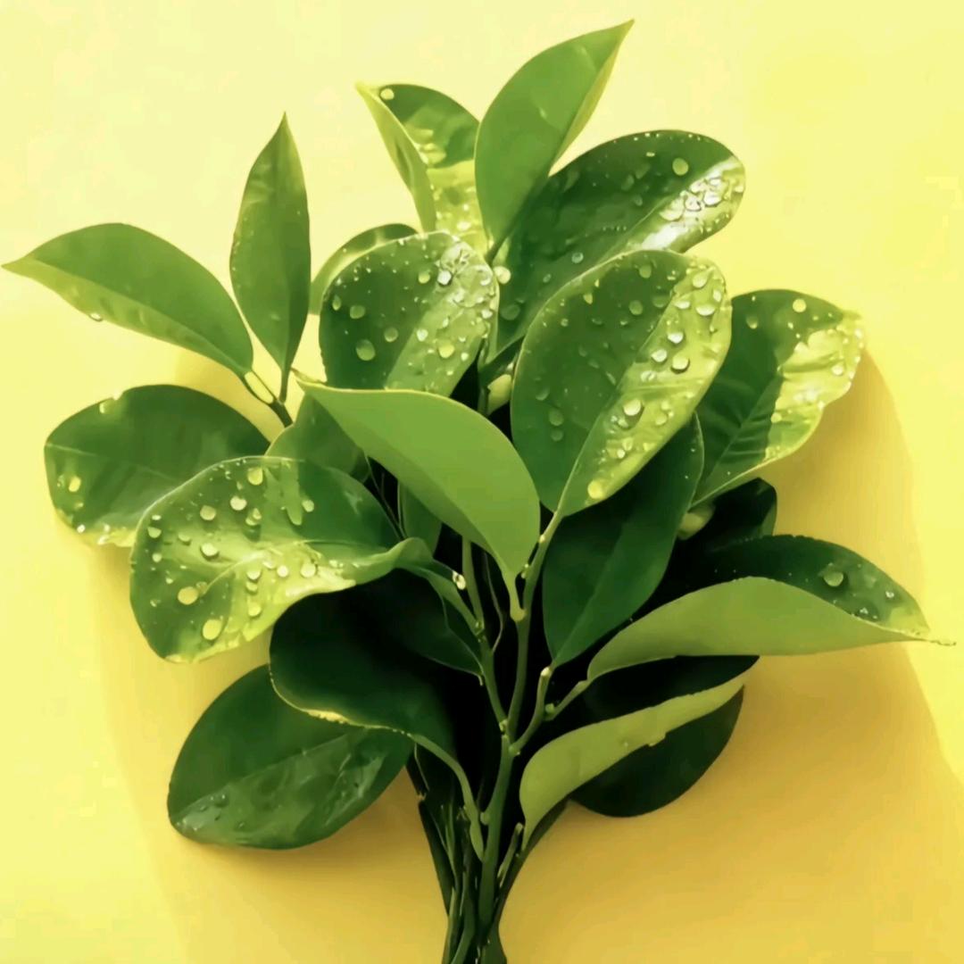 ꦿ꯭๓৯᭄ꦿ້小二妹