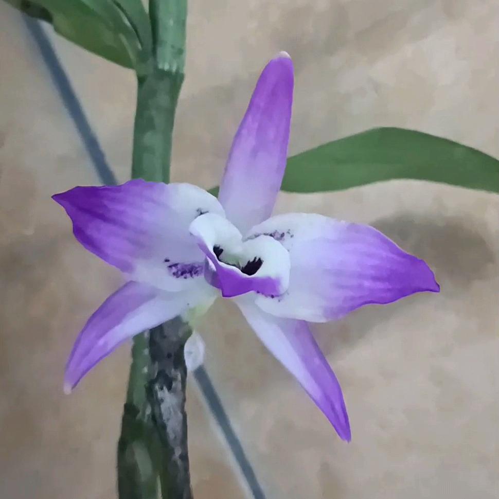 标哥