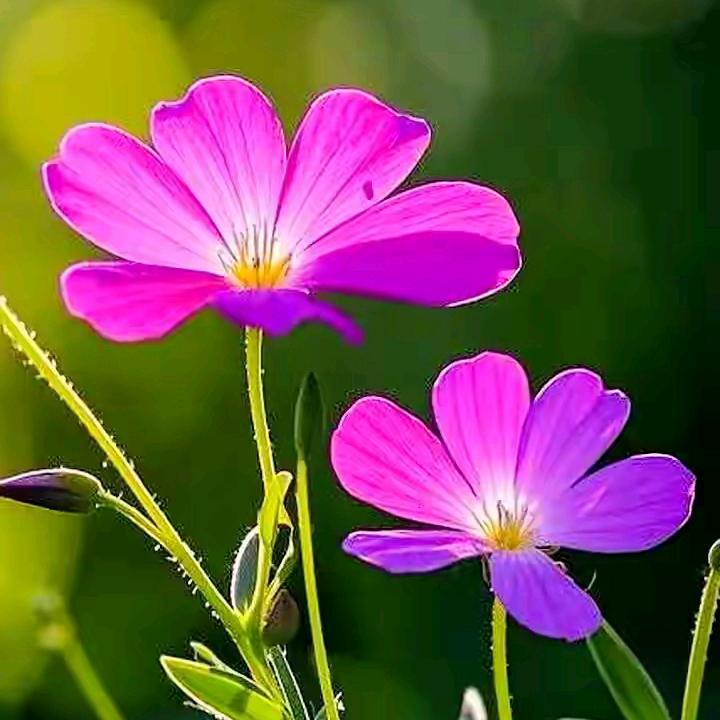 彼岸🌸花开