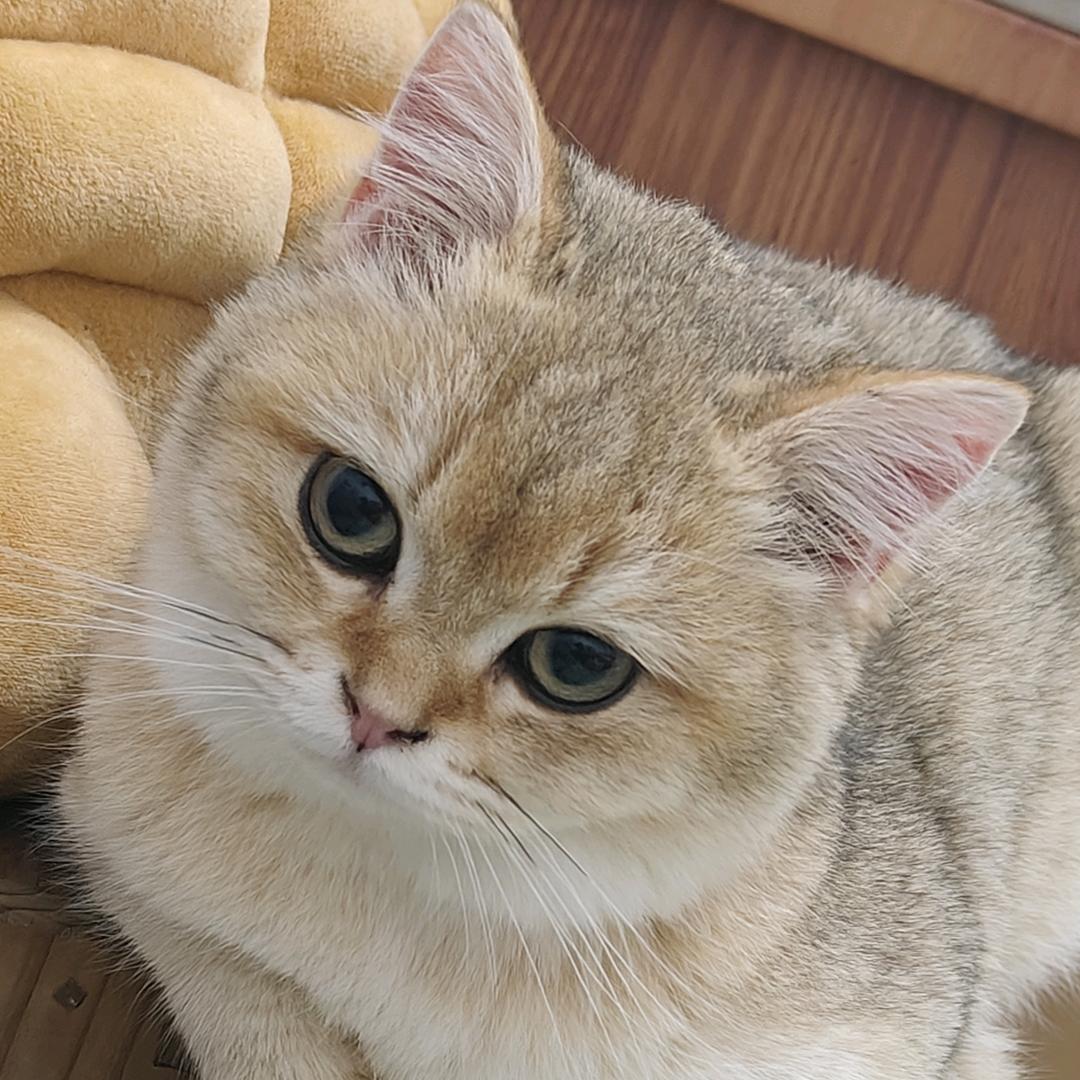 翠花不爱吃酸菜