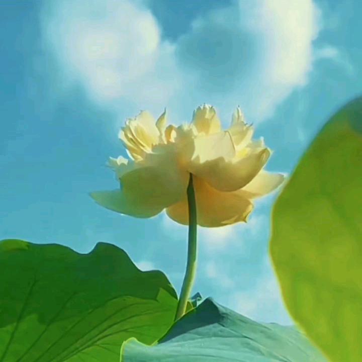 悠然·🍃🍃