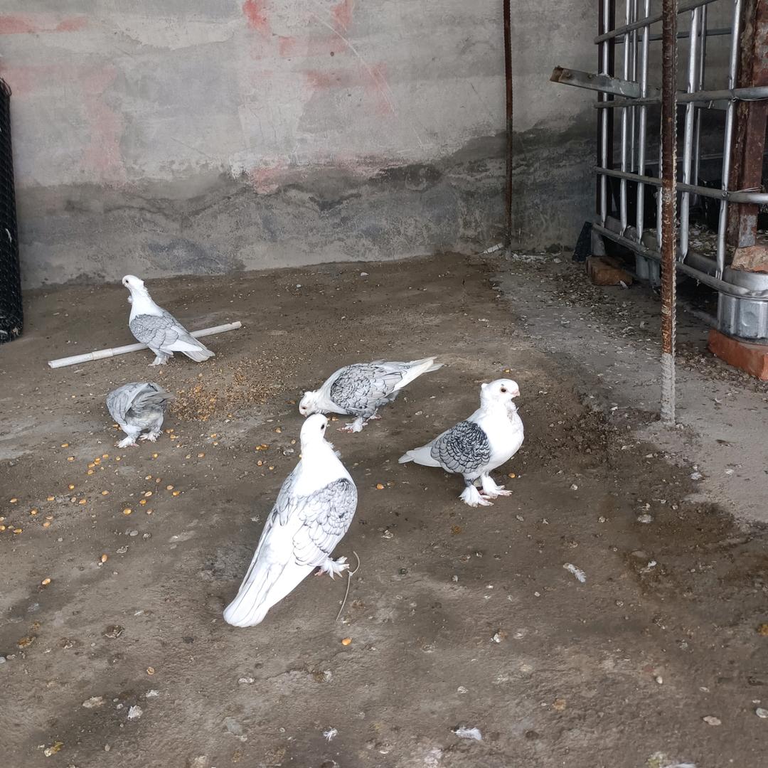 王楼沙石，中联水泥