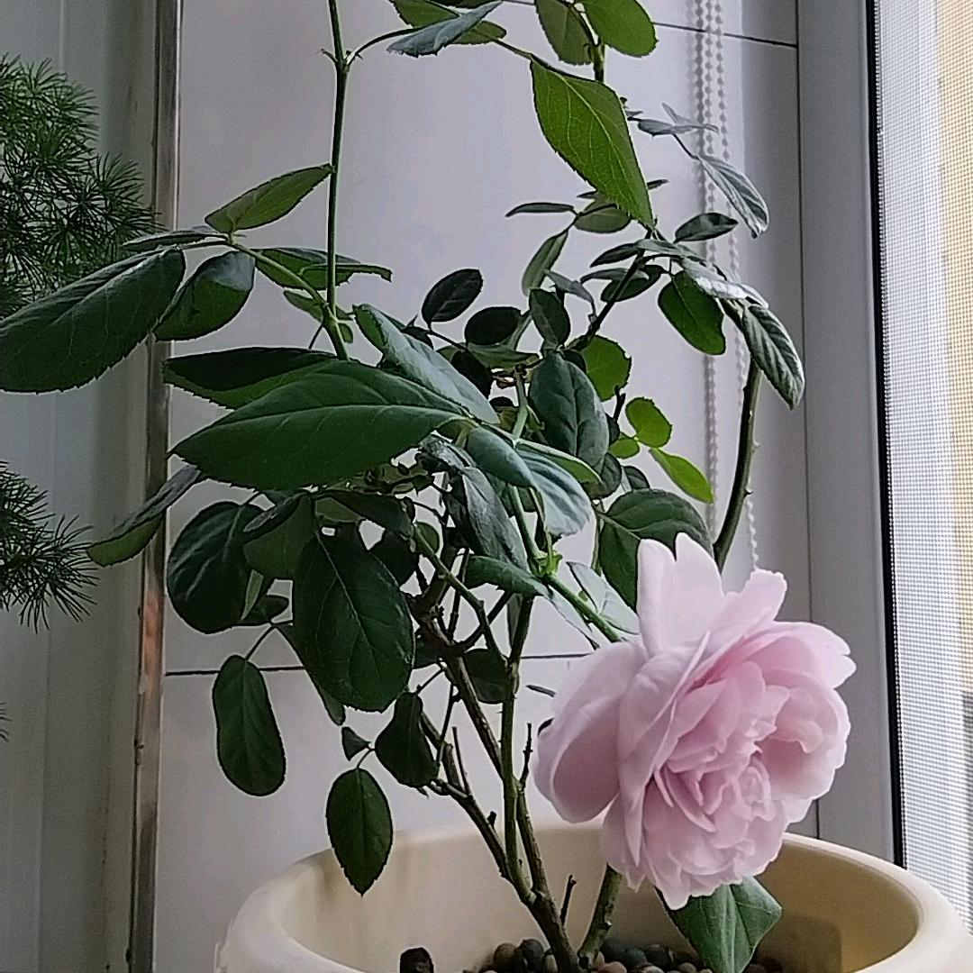 夏日微风