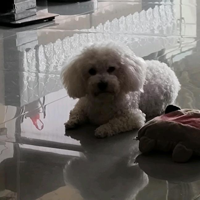 我家有只小奶昔