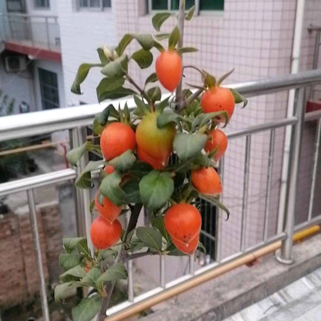 闲游自娱