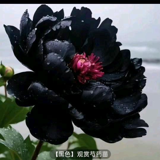 户外快剪