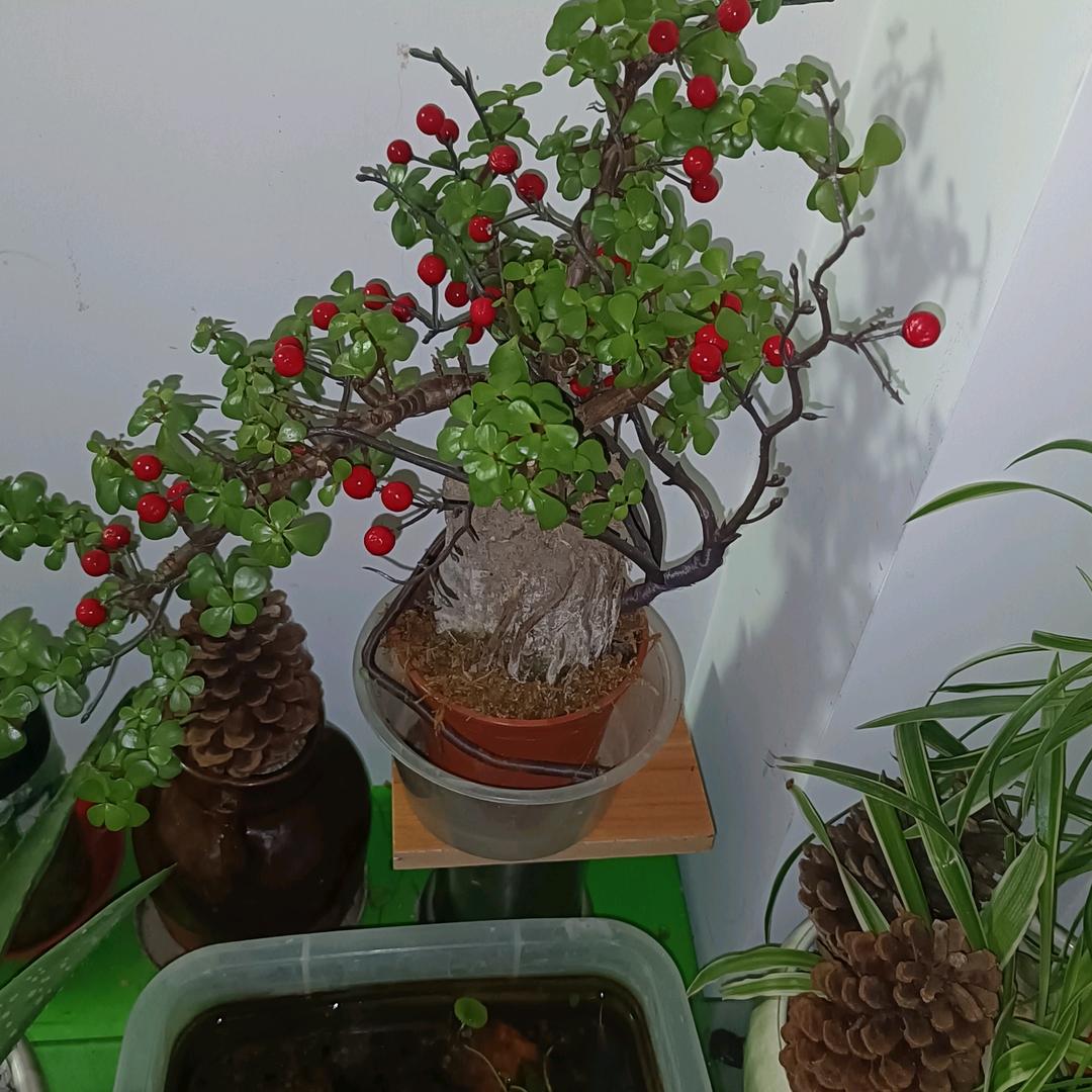 旧唱片
