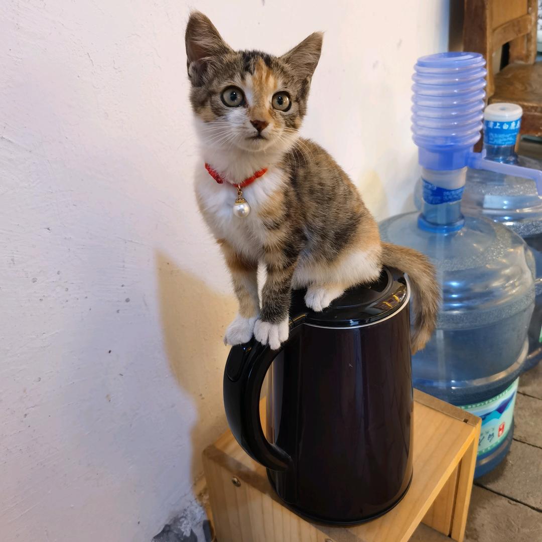 黄粱美梦（不要连赞）