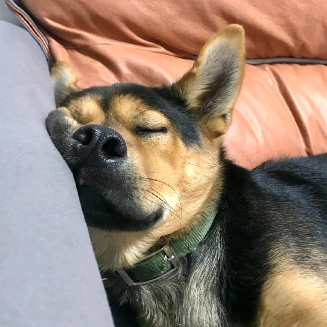 天暗见星光（dark版）