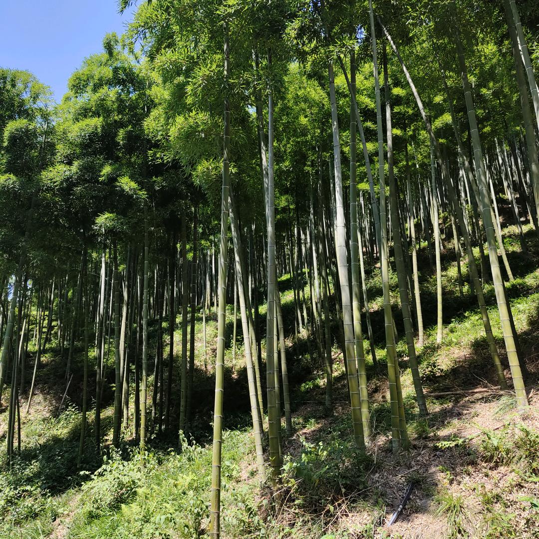 幸福
