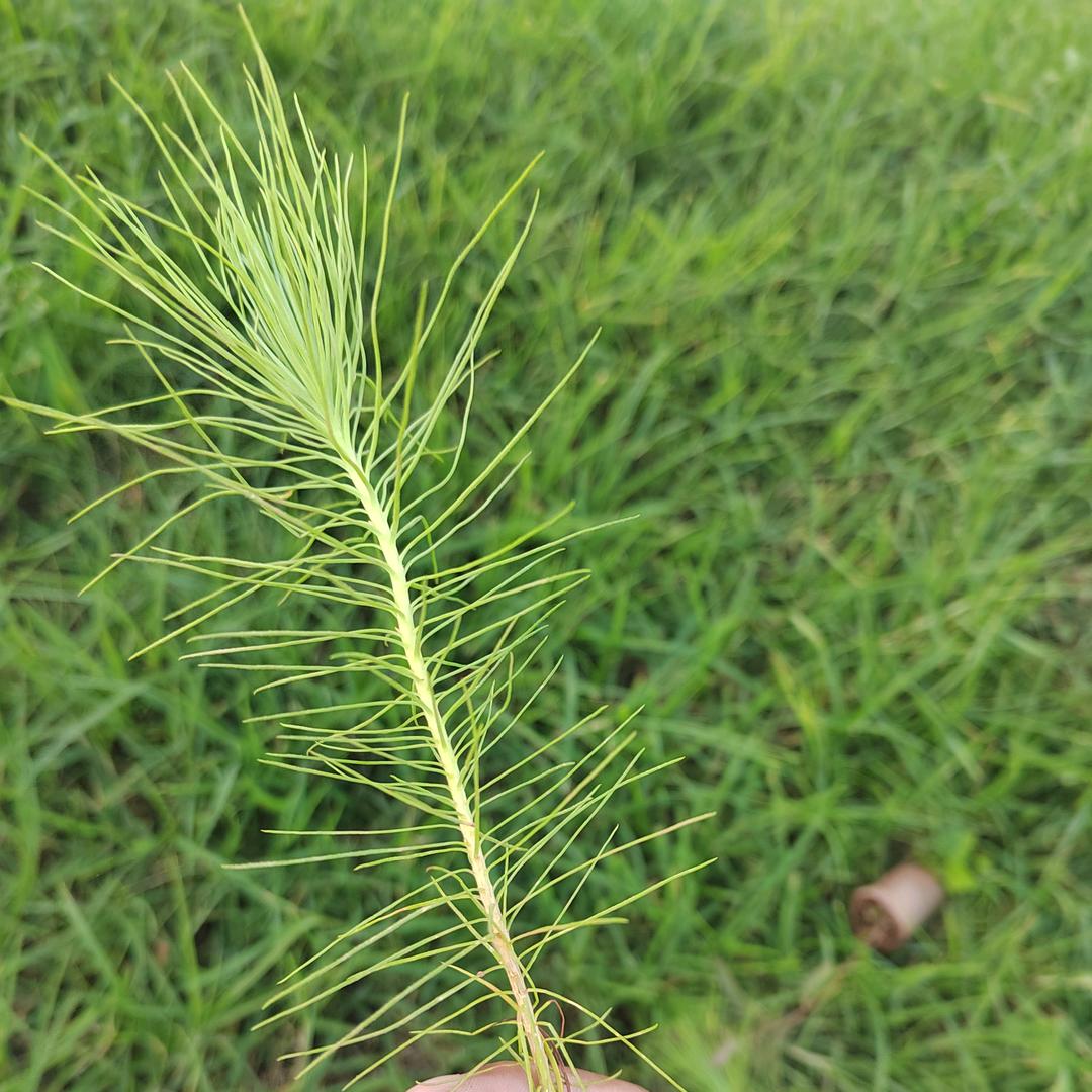 如期而至