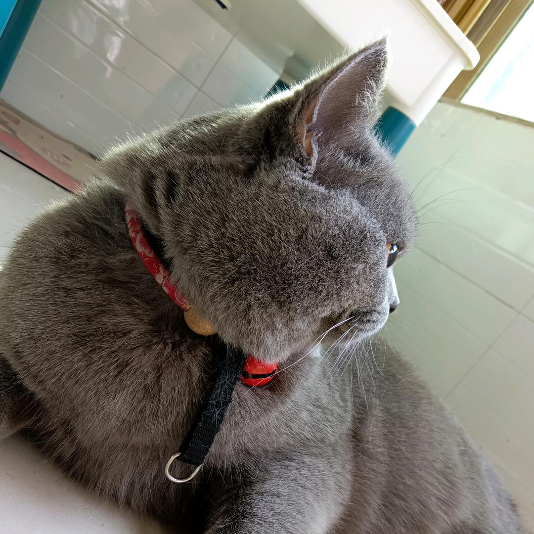 辣条周