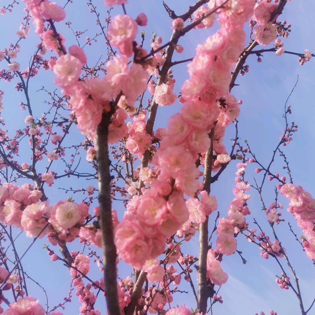 静待花开🌺