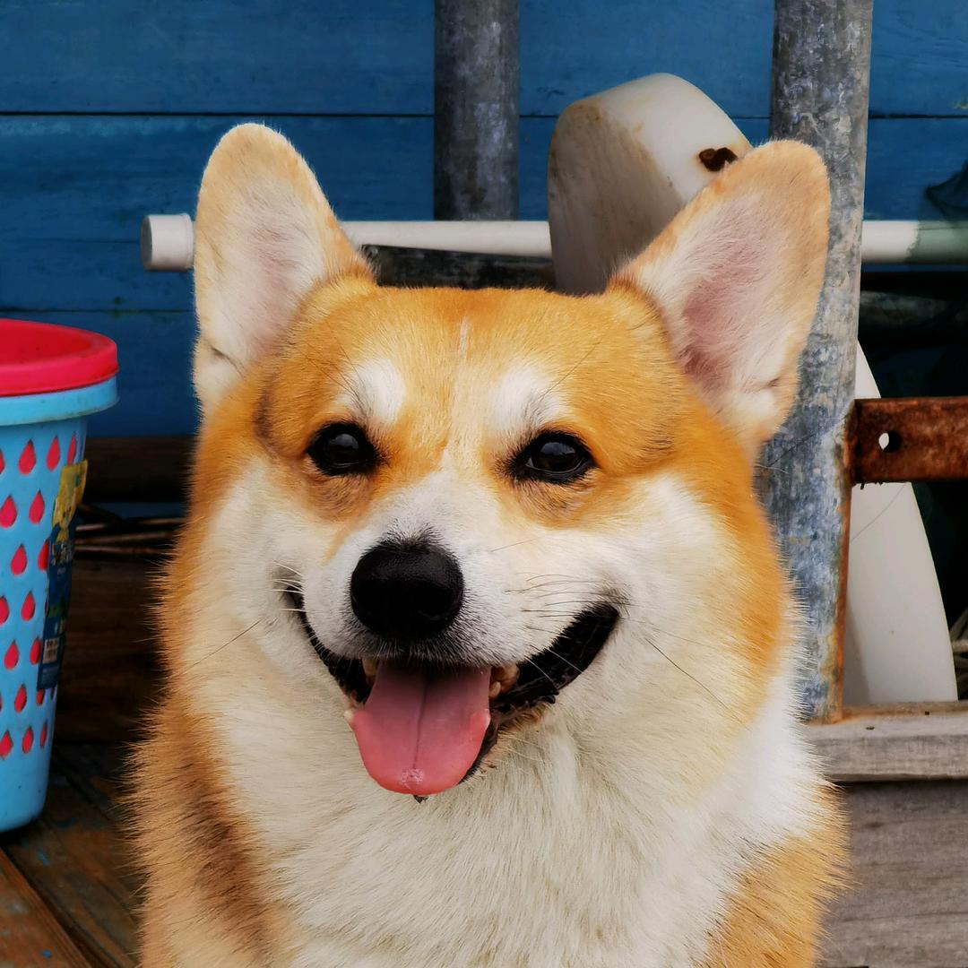 胖柯真可爱♉️