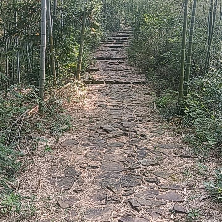 小羊爱独行