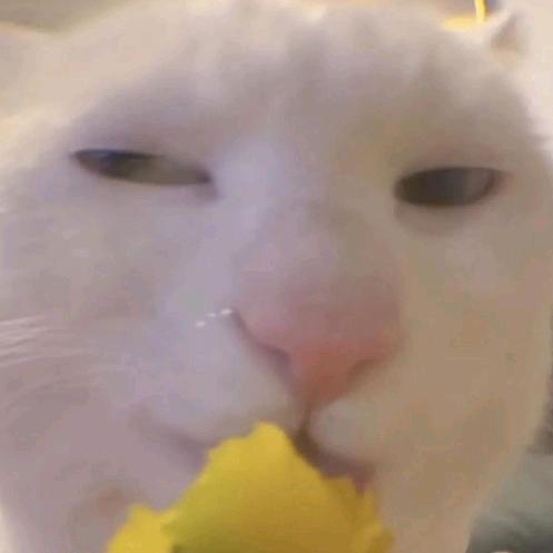 包谷