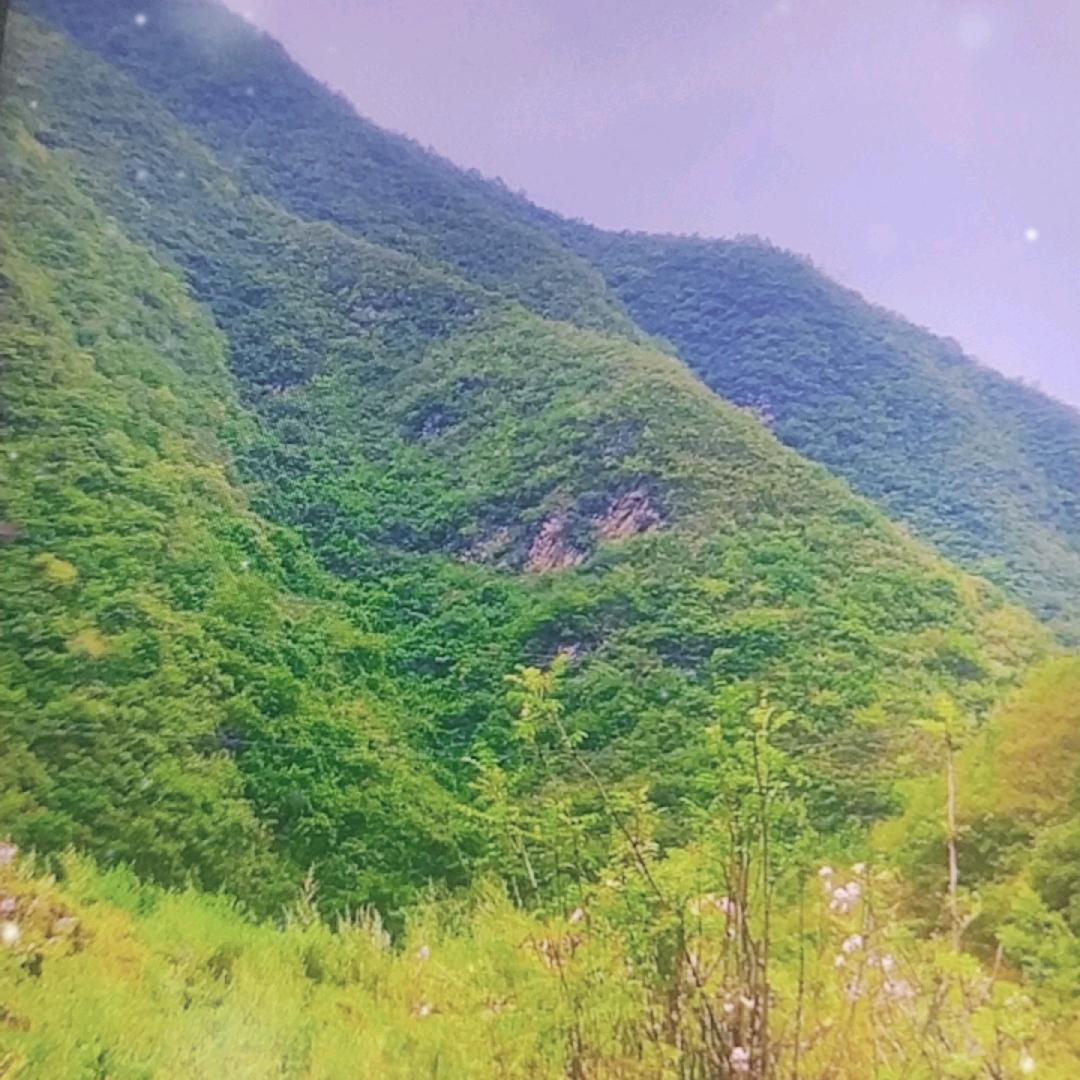 青衫客