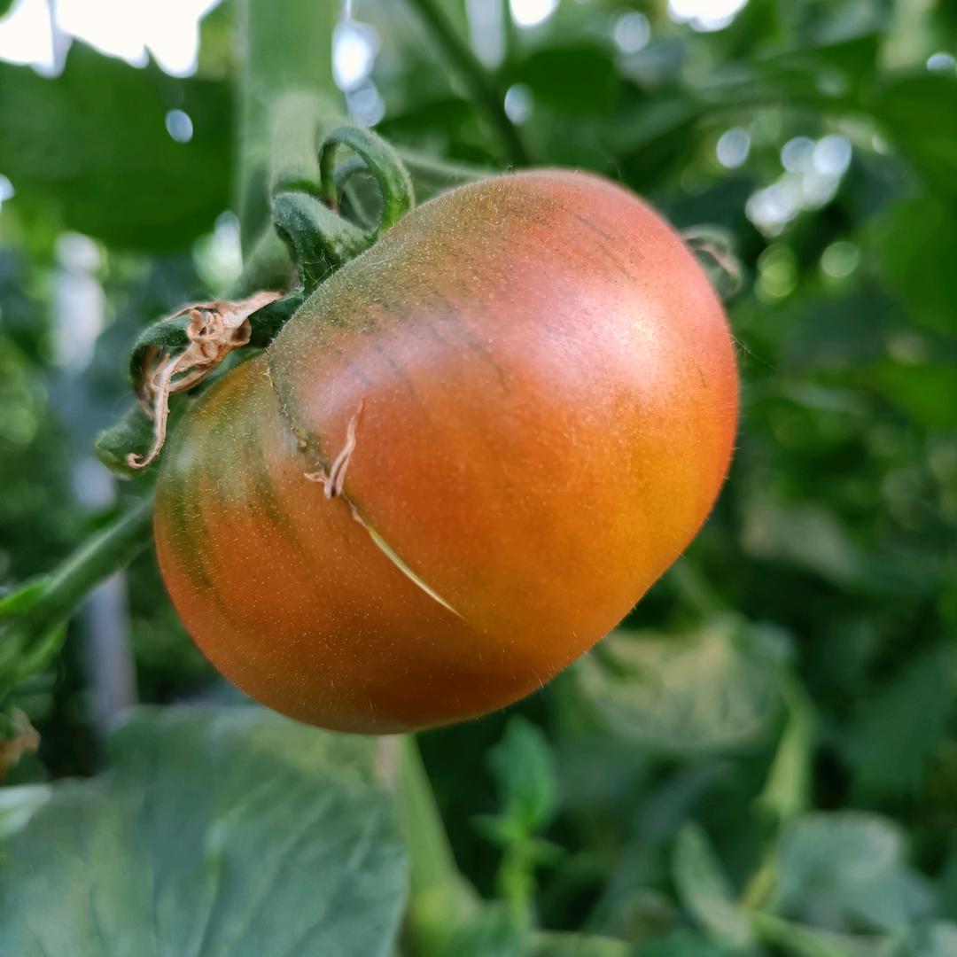 浦南西红柿，玖味瑞米