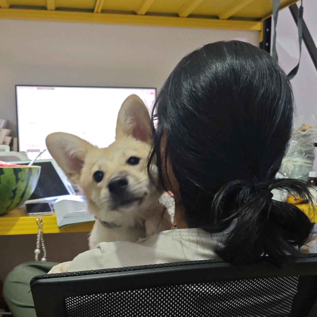 不吃鱼的狗