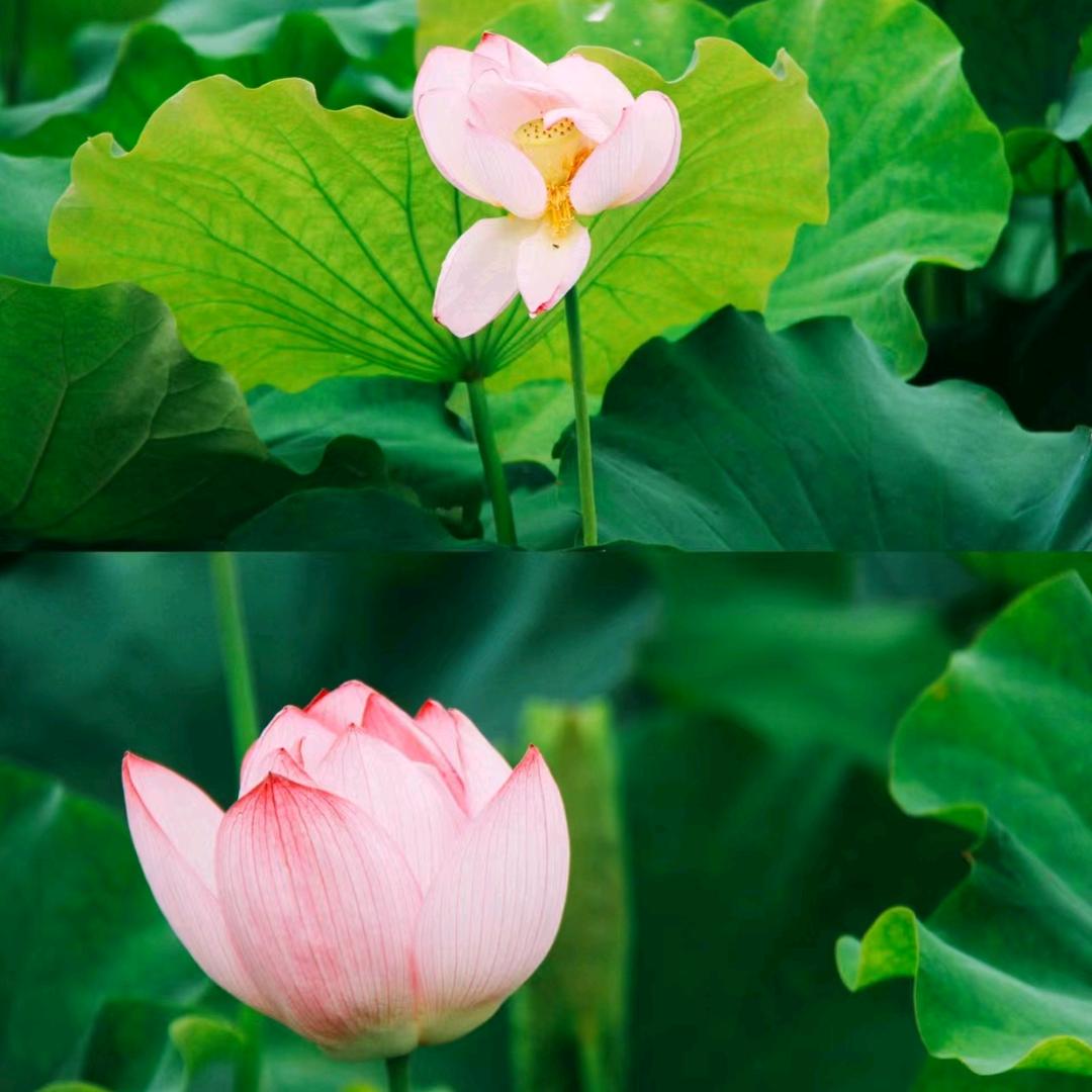 平安是福@