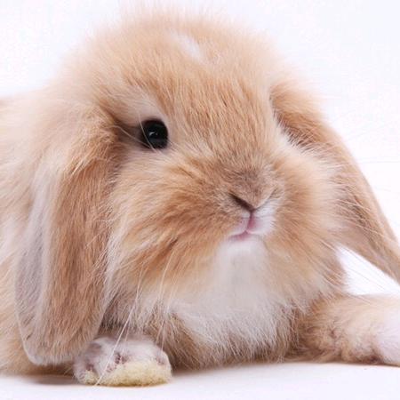 人生若只如初见