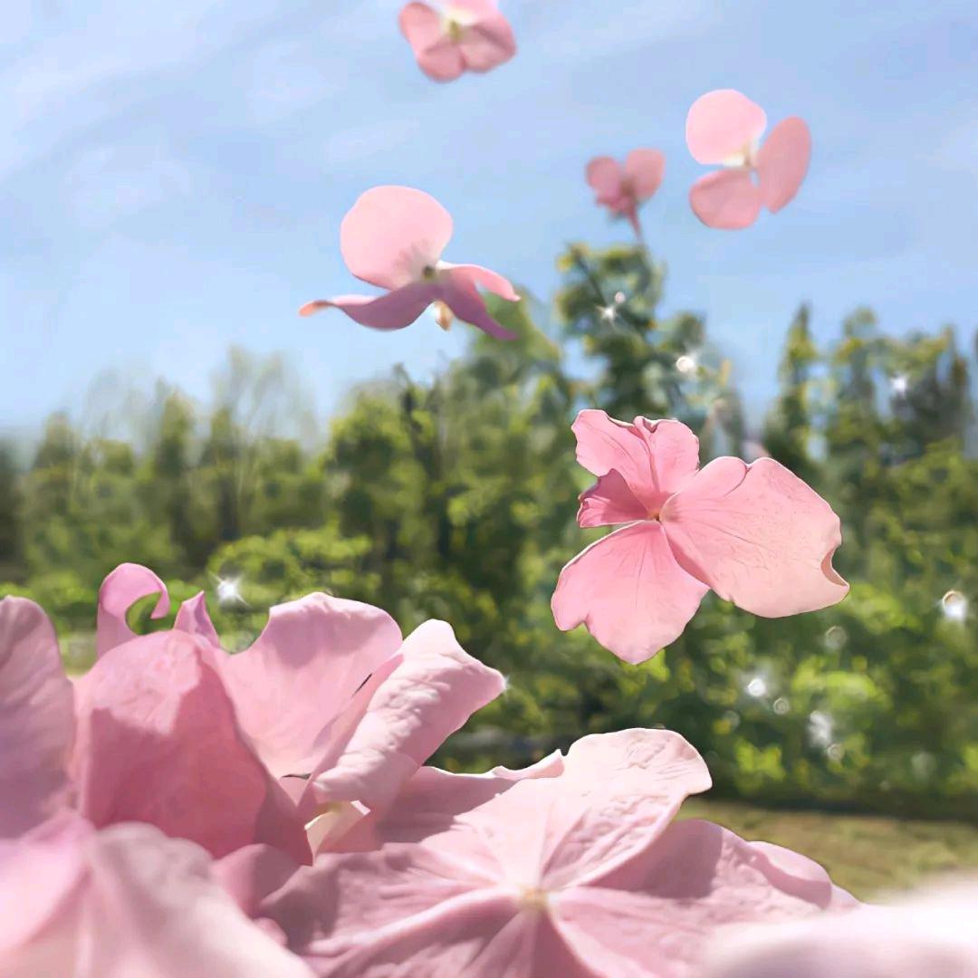 昙花一现头像
