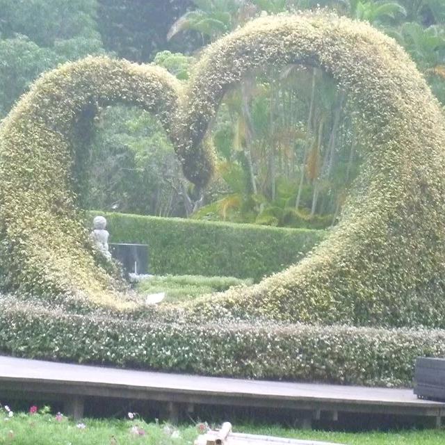 雾里看花