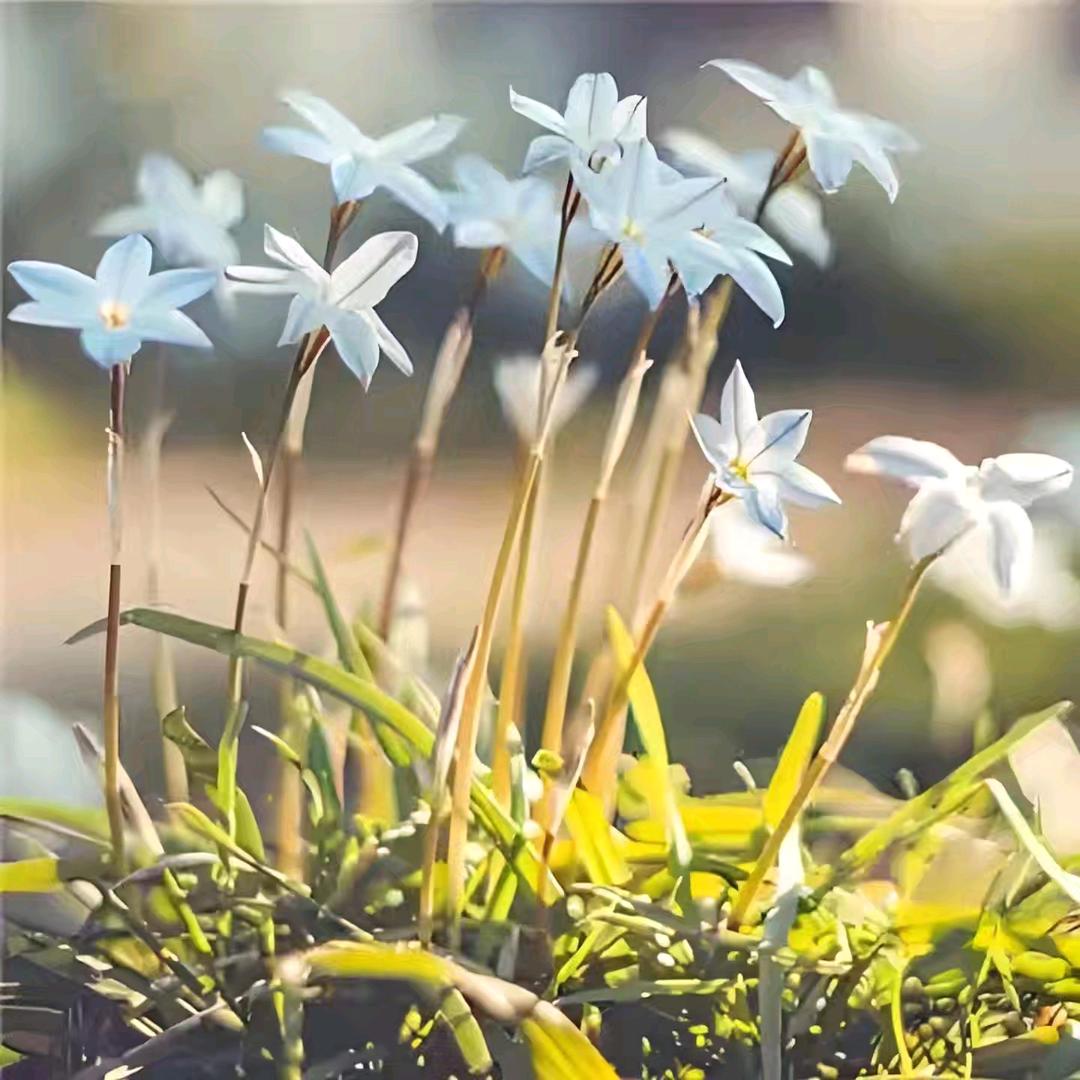 幸福满满🌹