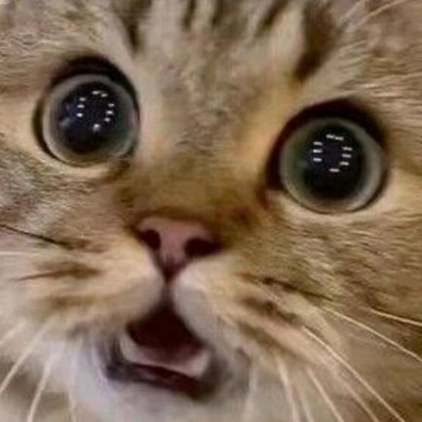 奈小弦(不典型INTP)