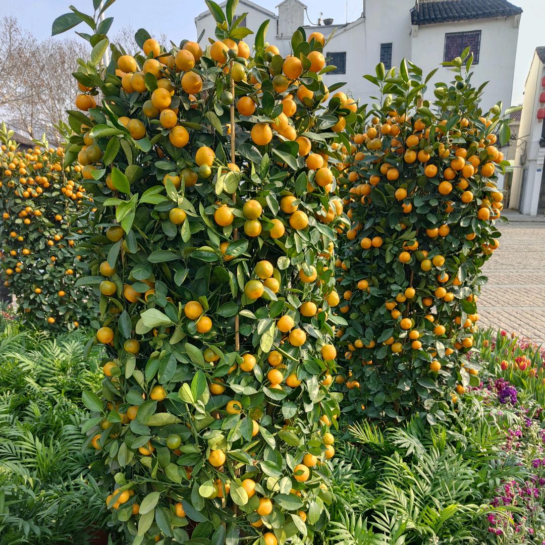 高 处 不 胜 韩 先生