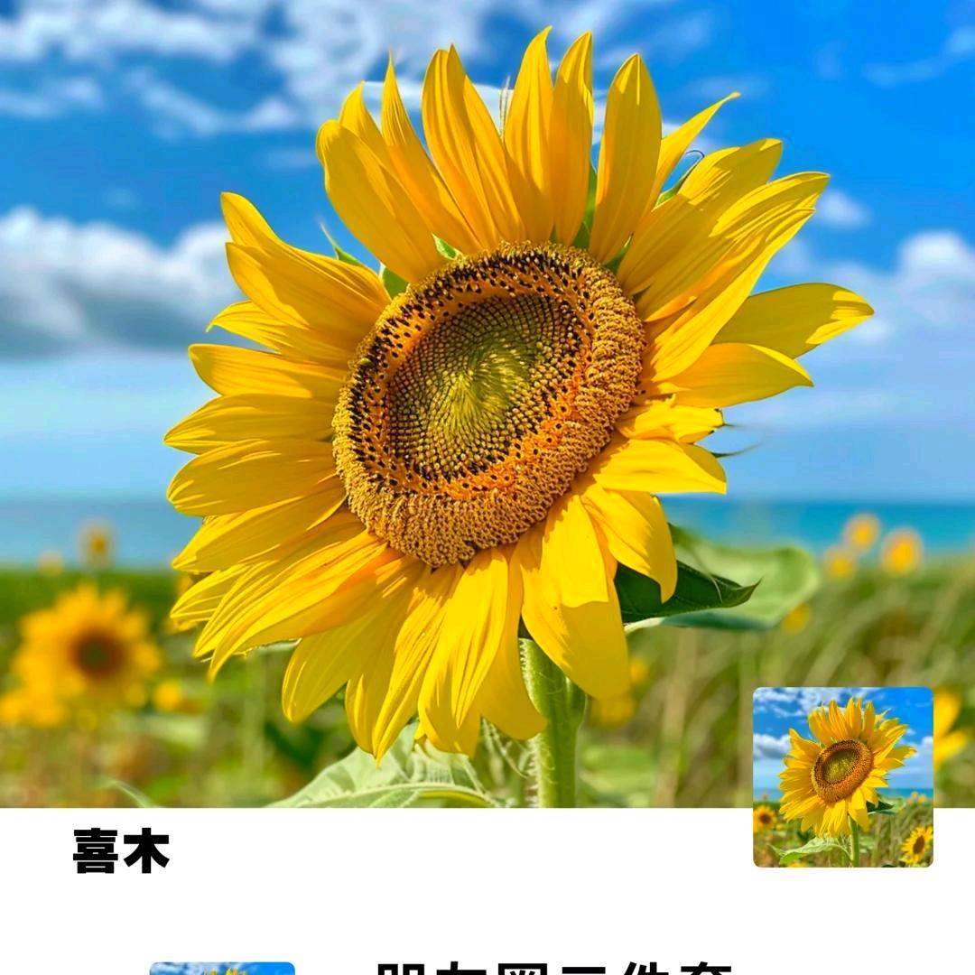 幸运草