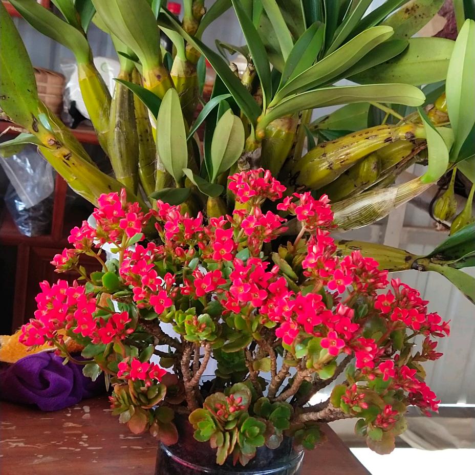 紫色烟花
