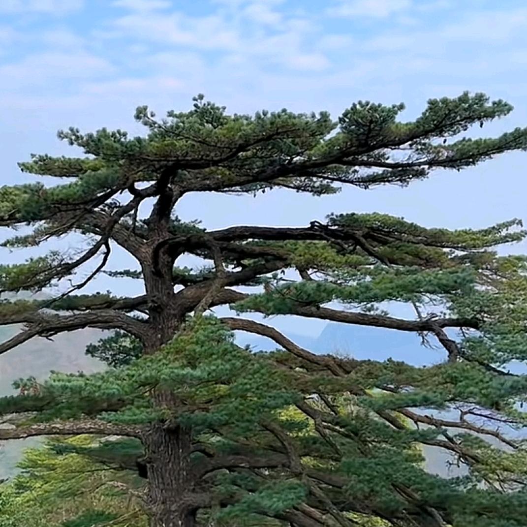 鑫鑫木