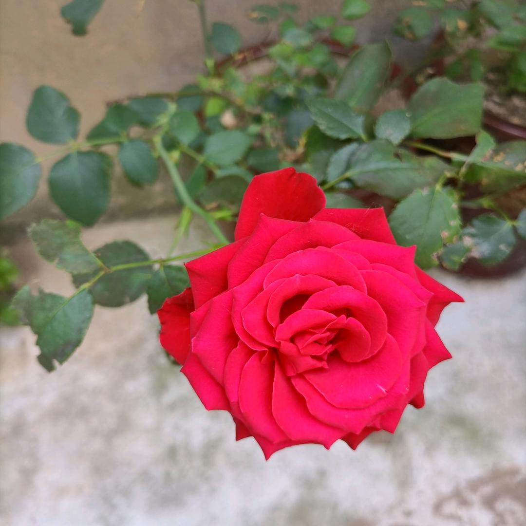 十月花开
