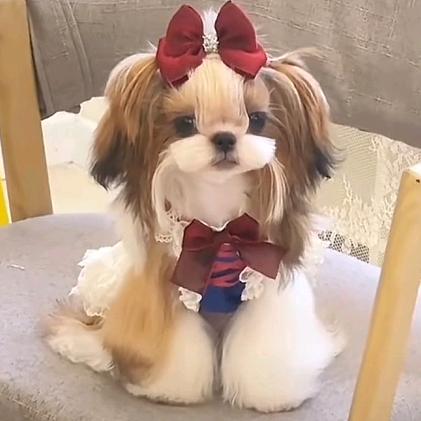 宠萌乐园梦幻小铺