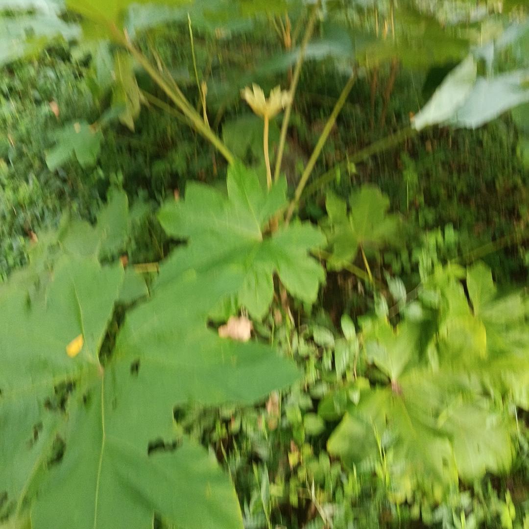 AA小李铲车出租，