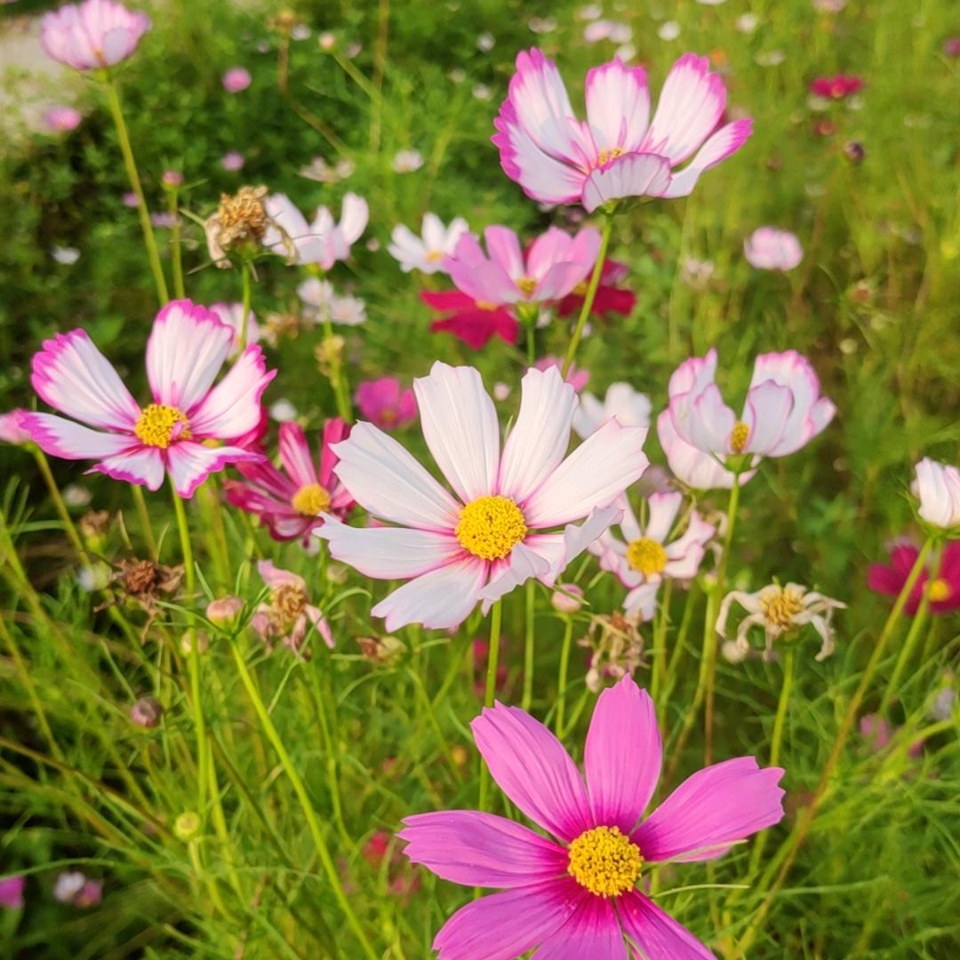 云朵朵🌼