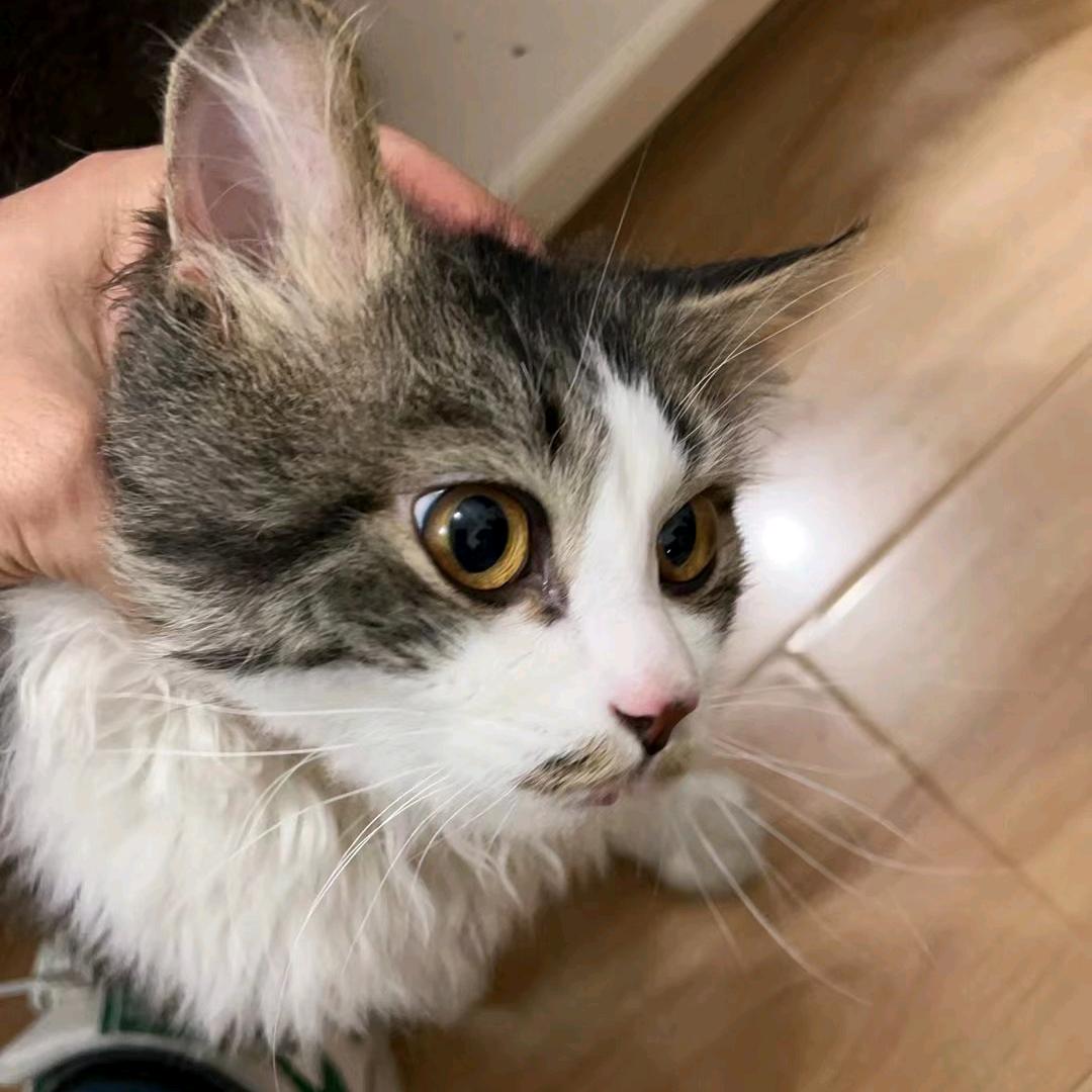 /　⃢👁━👁⃢　\洛