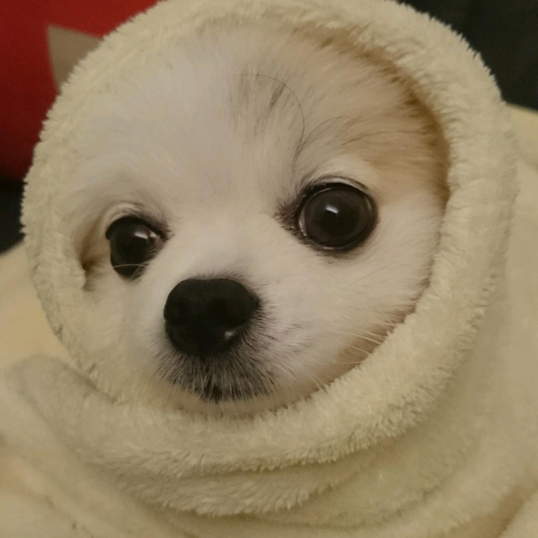 紅塵一笑